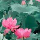 我是你的骄傲＆杨金红
