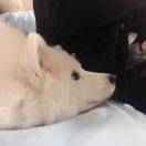 凛飞